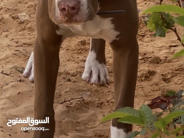كلب بيتبول العمر 6 شهور قعد يلعب
