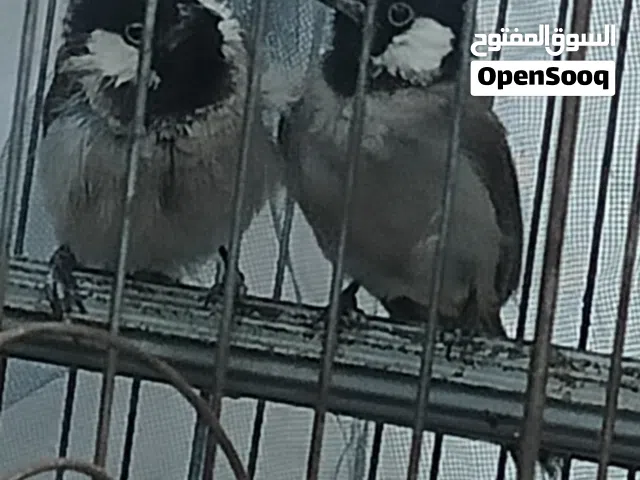 بلابل نثيه وذكر