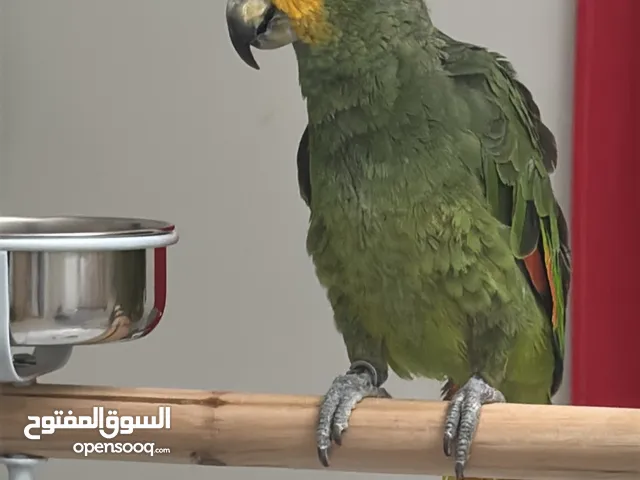 للبيع بغبغا امزون