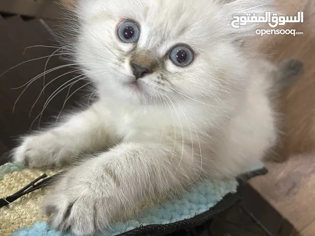 2 month old Kitten (Himalayan Persian mix)