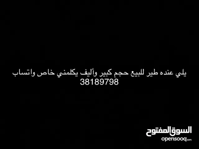 يلي عنده طير للبيع حجم كبير وأليف يكلمني خاص واتساب