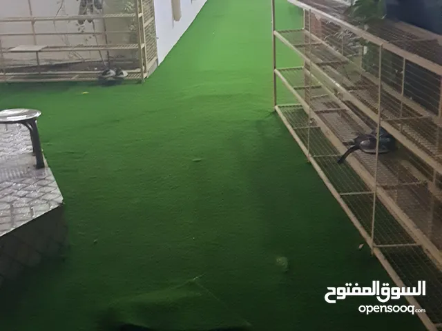 البدر للمفروشات الرواد في سجاد المساجد التركي والايراني وكذلك سجاد المنازل والمكاتب و العشب الصناعي