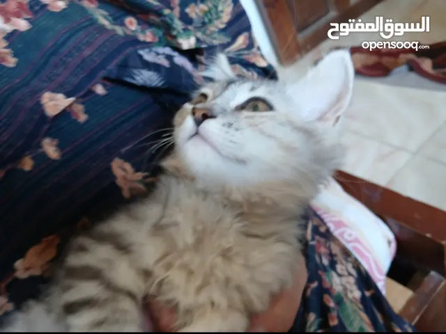 قطة سيرازي مون فيس شغل عالي للبيع