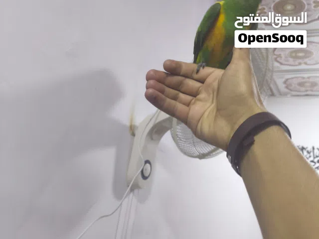 ببغاء السنغالي