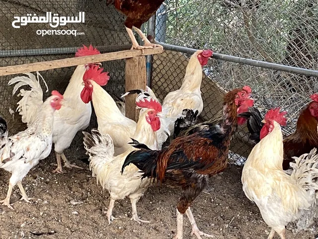 ديُوك بلدية نظيفة للبيع