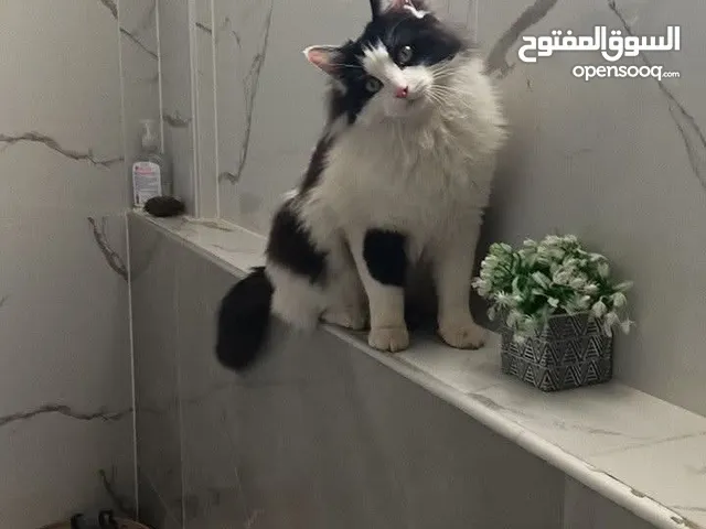 قط مكس مع الأغراض