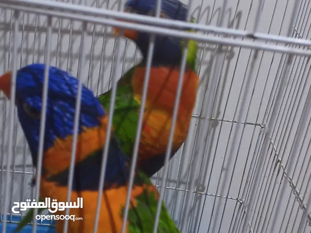 لوريكيت مزاويج حلقه 24 ياكلن من الايد