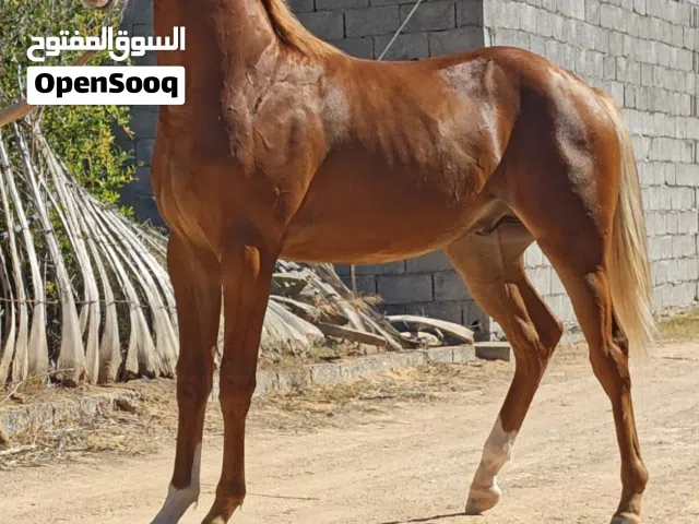 فلو العمر13شهر