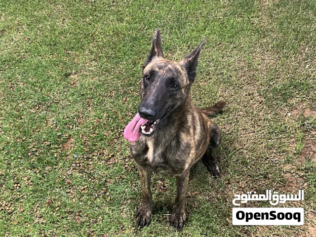 كلب مالينوا