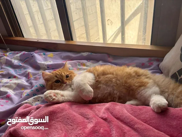قط كرميل للبيع العمر سبعة شهور