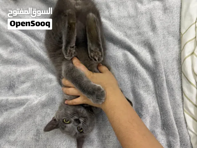 Mix British shorthair and persian