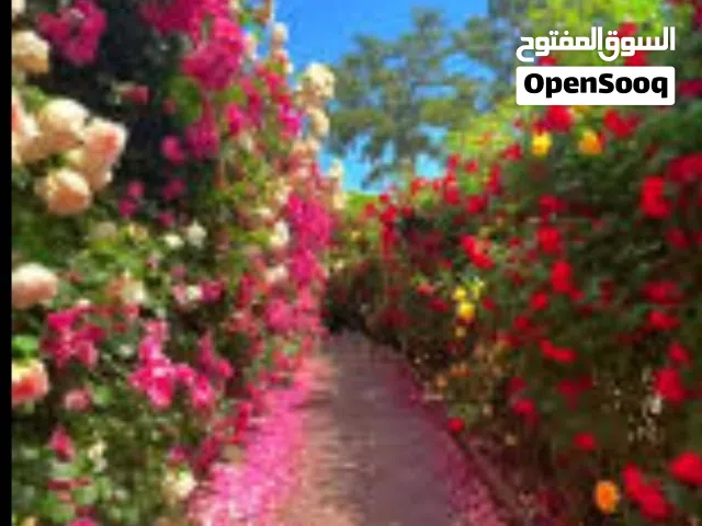 {حديقتك} وجهتك}شركتنا متخصصه في تنسيق ورعايه الحدائق مهندسون متخصصون في رعايه "الحدائق" " والنباتات"
