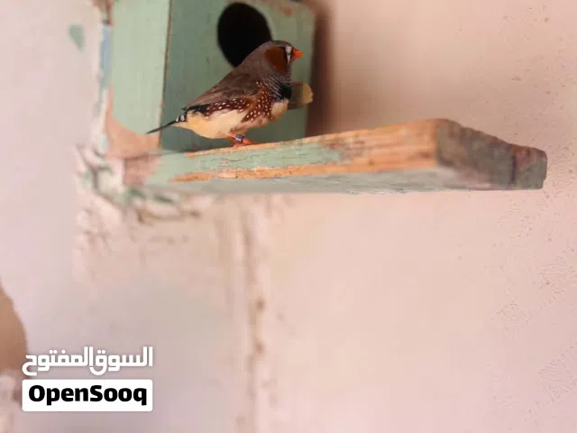 للبيع كوبيه زيبرا دكر غليظ ومخوص والنتايه مهجنه للعلم الكوبيه جديده في الزريبه كيف باديه بتلقط