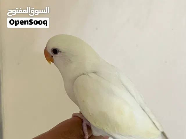 لوف بيرد ربوه قوي مافي عض نهائي شرط تناديه يجيك هدد داخلي