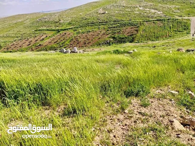 Farm Land for Sale in Zarqa Graisa