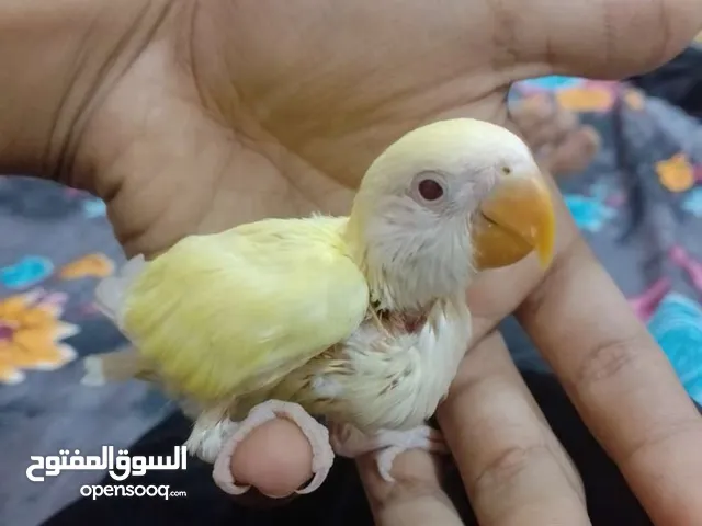 روز (قندوره) للبيع