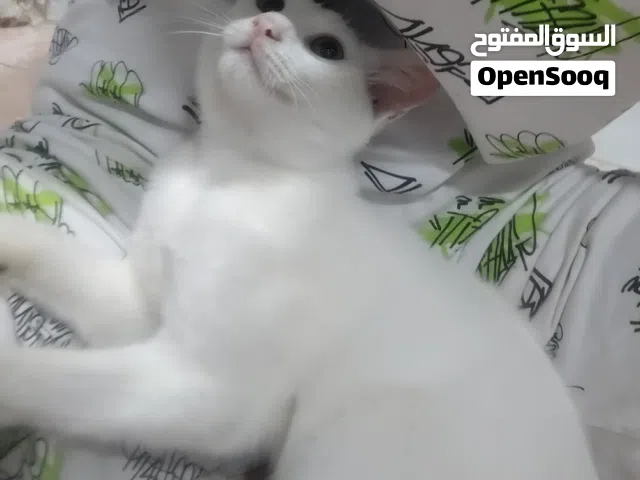 قطة بلدي أنثى بلدي للتبني اليفه جدا لعوبه و امنه مع الأطفال