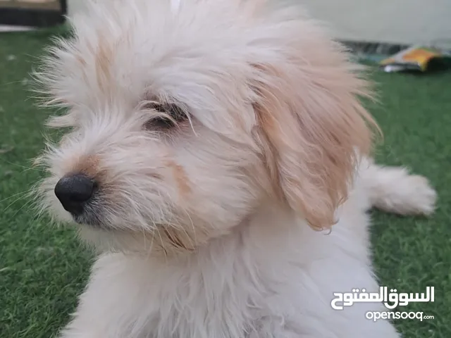 جرو مالتيز للببع Maltese puppy