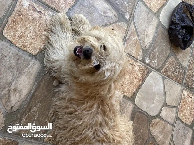 كلب مالتيز للبيع