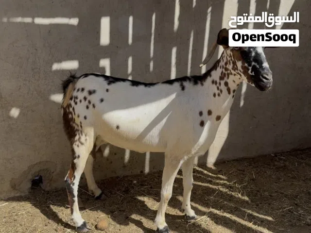 للبيع شاه مال صلالة