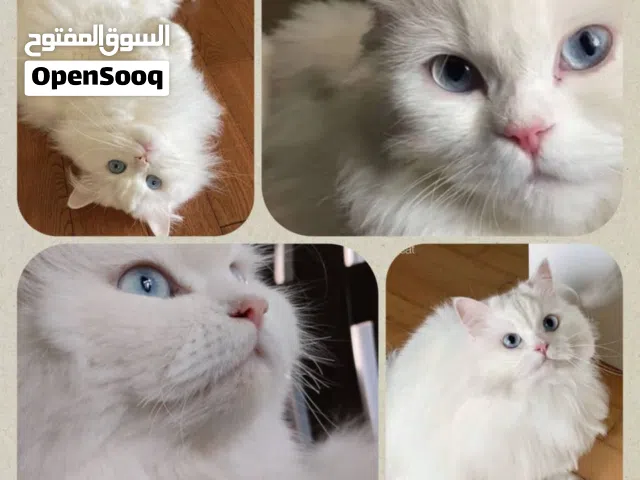 قط بيرشن أبيض ثلجي بعيون زرق فروه كثيف + مع كامل الأغراض