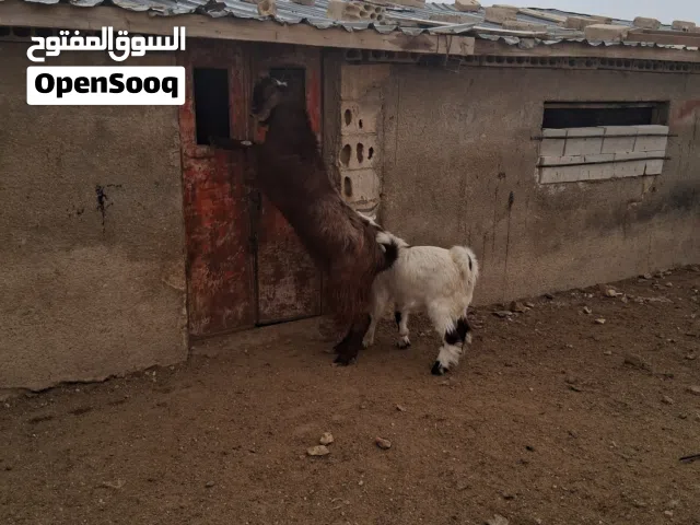 ثني عمره سنه ونص تقريبا وزن 60 كيلو قائم تقريبا