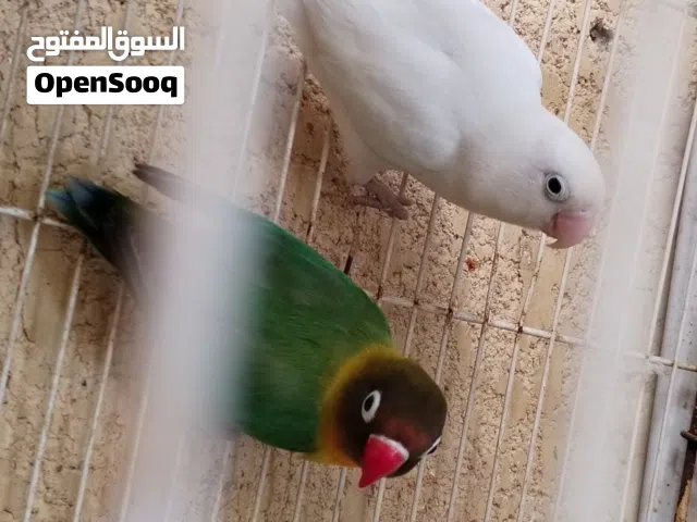 زوج غندور فيشر امايات شرط الصحة والتبزير للبيع او مراوس بأي شي عندك دز ( اقرا_الوصف )