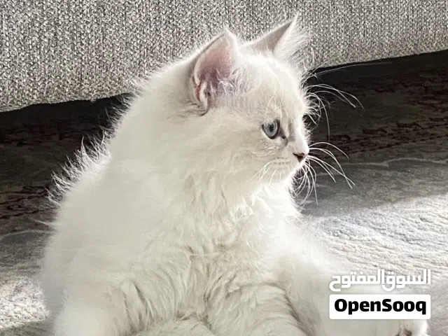 قط ذكر للبيع قابل للتفاوض