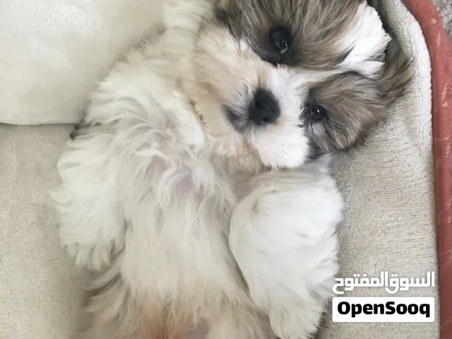 Dog 4-month-old female