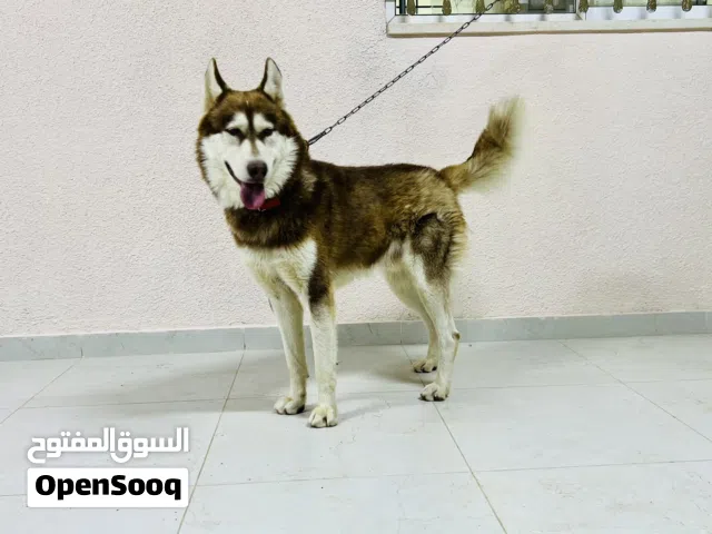 كلب هاسكي للبيع