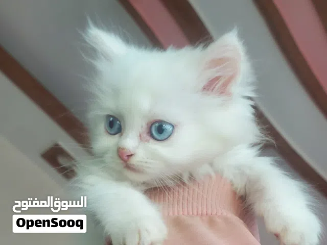قط شيرازي ابيض ( كيتن مون فيس)