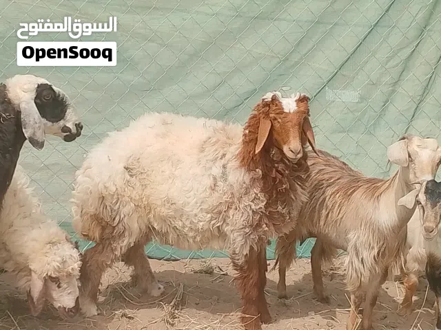 خروف نعيمه حق الاضحيه العمر 8شهور