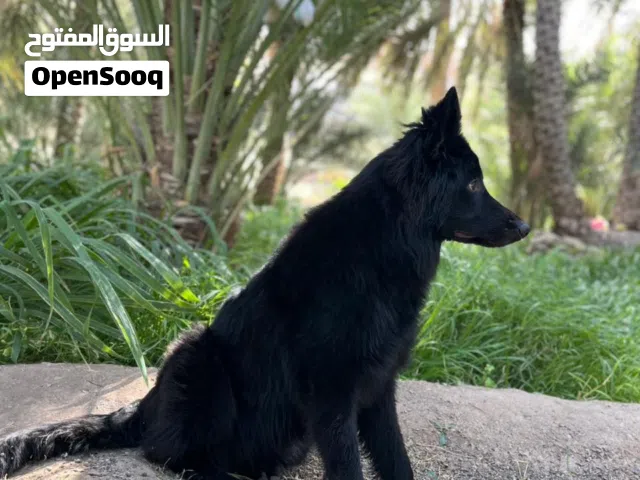 أنثى جيرمن بلاك