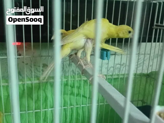 جوز فحل جيفر وطيرة جيفوس بلديات