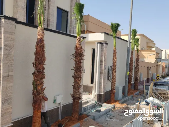 نخيل وشنطني امريكي زينه ابو مروحه جوده عاليه وجذوره قريبه جدا ويوجد قسم تنسيق الحدائق