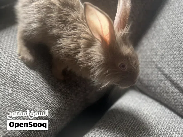 أرنب أليف لون مميز