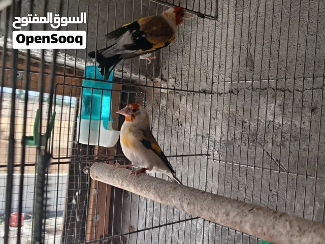جوز حسون طفرة واي هد بصلاة على النبي