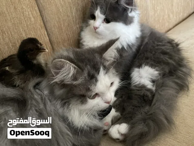 قط مفقود رفاعه الجديده