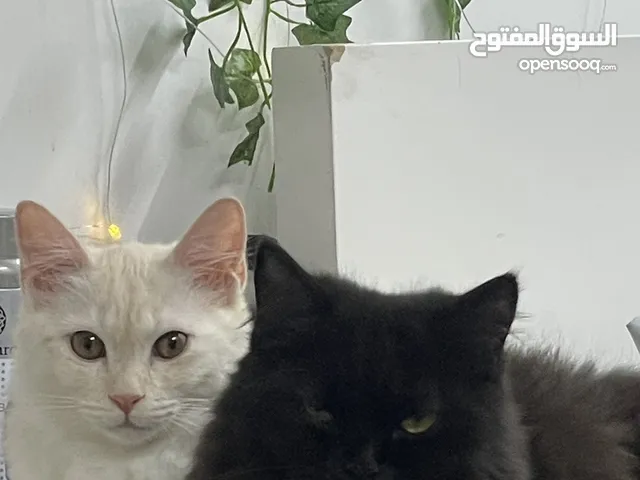 مع جميع اغراضهم