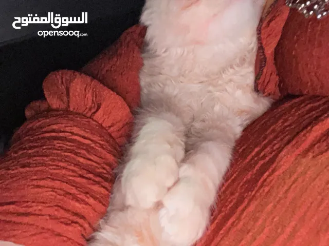 قط سكوتش نثيه عمر50يوم