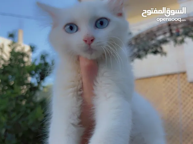بسبوس ذكر لطيف لعوب بجنن للبيع
