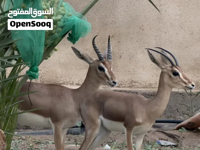 غزلان ديماني زوج اليف