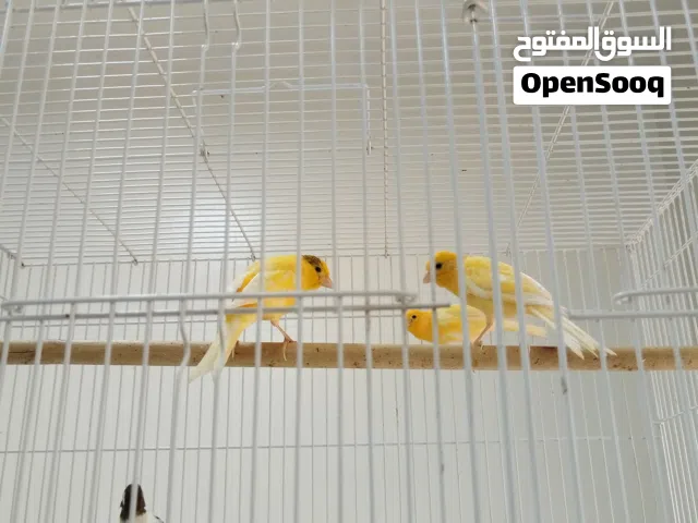 كناري سوري