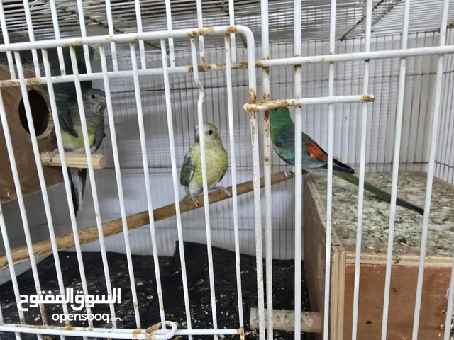 للبيع فصل  عدد 2 كنيور