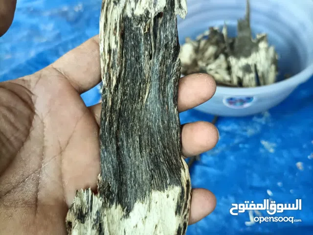 جميع أنواع العود ودهن العود لدي (Every type of oudh and dehnal oudh i have)