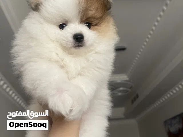 تي كاب بومارنيان ابيضّ مميز نصف وجع بني مع رمادي خفيف ذكي ونشيط جدا يحب اللعب حجم صغير