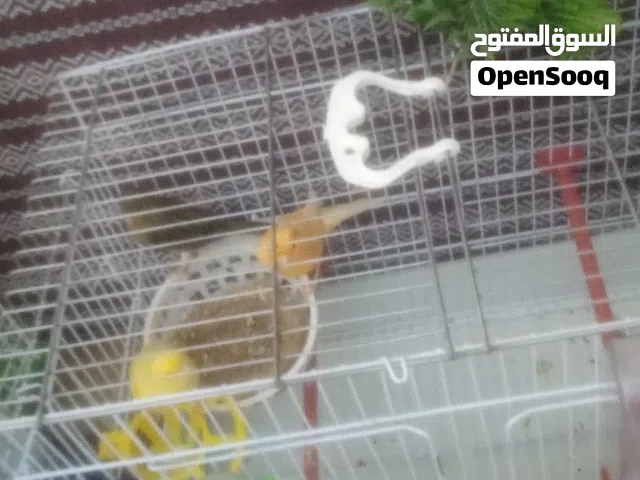 كوبية كناري وزوز انتيات تبارك الرحمان وبحالة ممتازة بيع مع بعض الدكر لونه اورنج