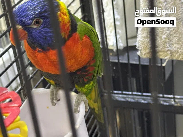 لوري حجم كبير