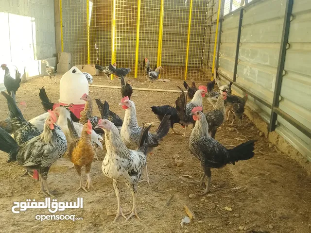 ديوك دجاج للبيع