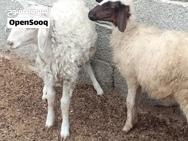 2فطايم تمقريس العمر 3و4شهور ناشطات ياكلو أمورهم تمام